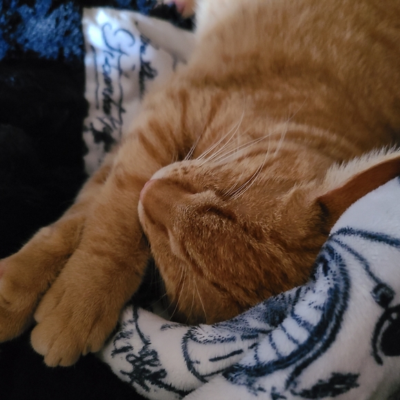 🐾LIVE/SILENT SHOW LISTING 🐾🐾🐾🐾 - Picture 6 of 16